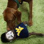 NCAA West Virginia University, Mountaineer Knottie, juguete de peluche para perro, foto 8