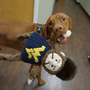 NCAA West Virginia University, Mountaineer Knottie, juguete de peluche para perro, foto 4