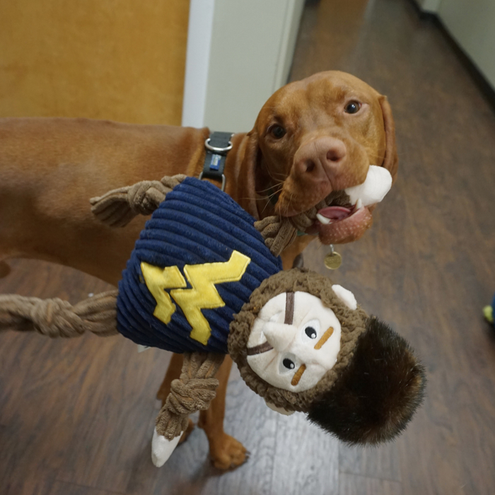 NCAA West Virginia University, Mountaineer Knottie, juguete de peluche para perro, foto 4