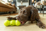 Flossr Textured Chew and Treat Toy, photo 6