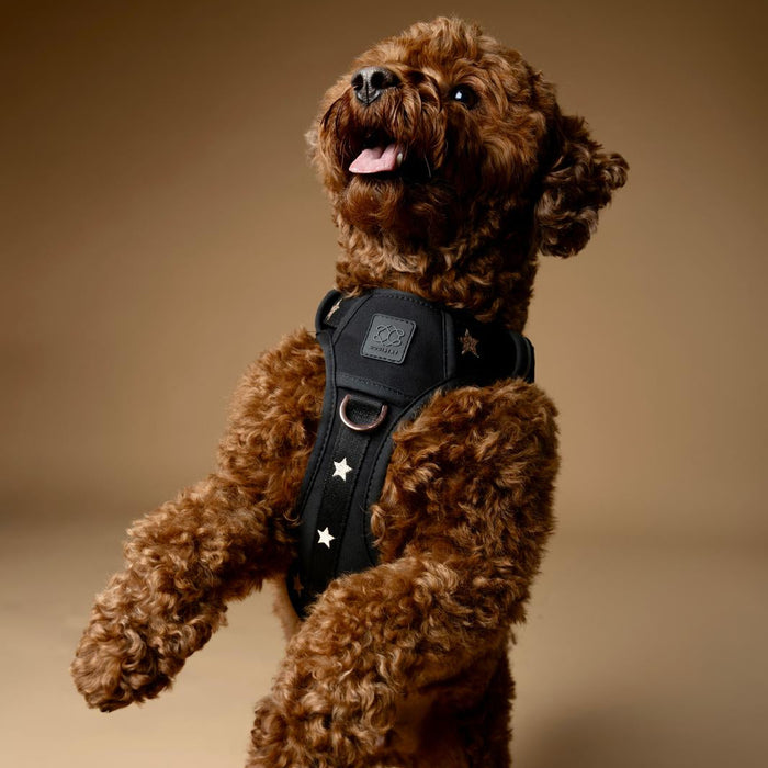 Rockstar NoMad Adjustable Dog Harness, photo 11