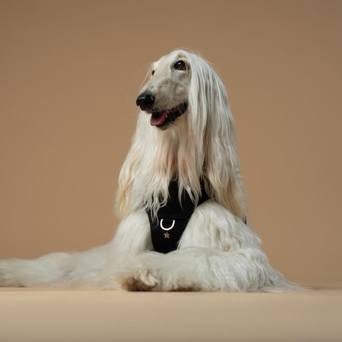 Rockstar NoMad Adjustable Dog Harness, photo 12