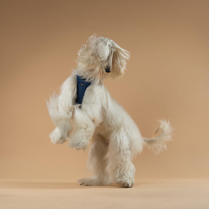 Denim NoMad Adjustable Dog Harness, photo 8