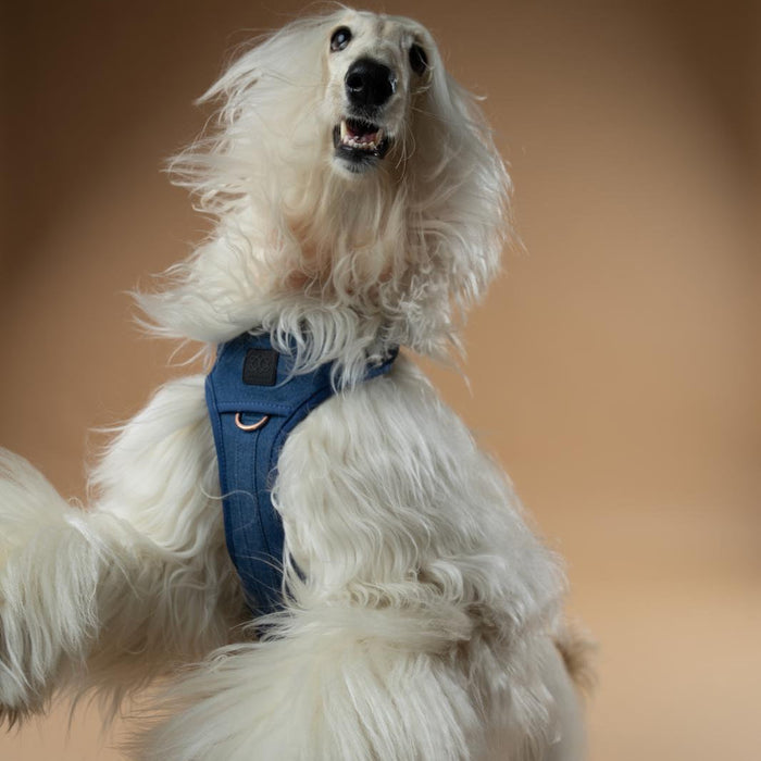 Denim NoMad Adjustable Dog Harness, photo 2