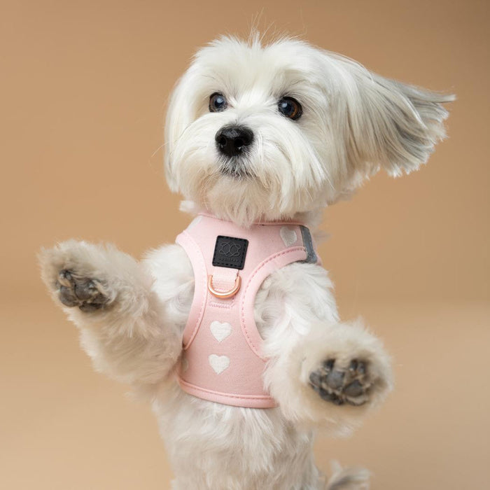 Sweetheart SoHo Step-In Dog Harness, photo 10