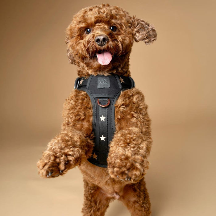 Rockstar NoMad Adjustable Dog Harness, photo 2