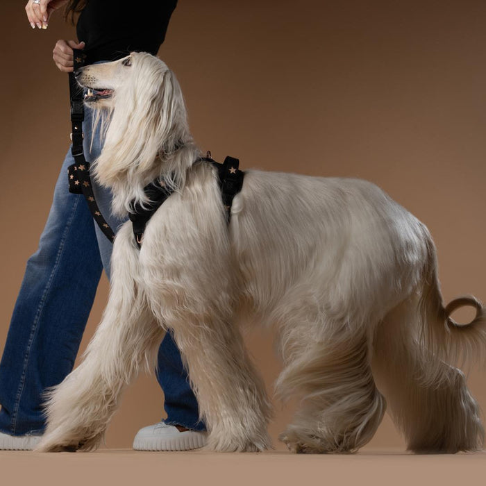 Rockstar NoMad Adjustable Dog Harness, photo 9