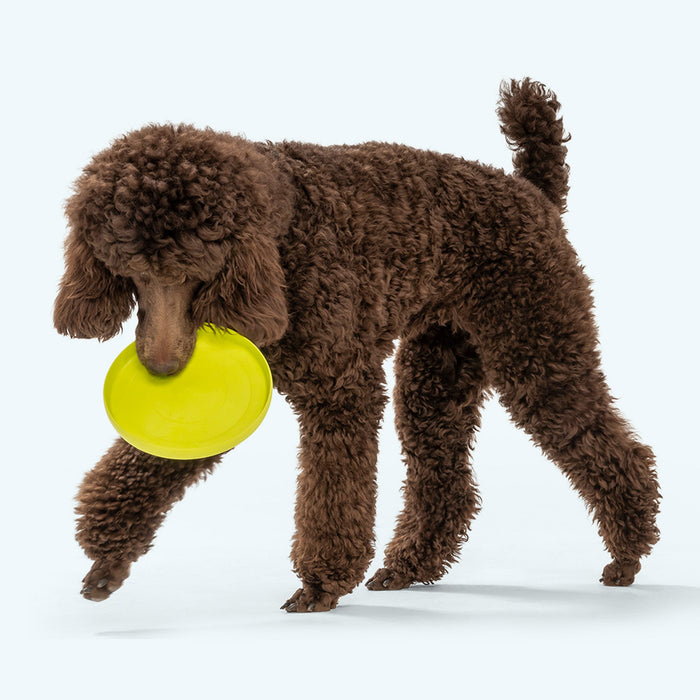 Zisc Flying Disc for Dogs, photo 4
