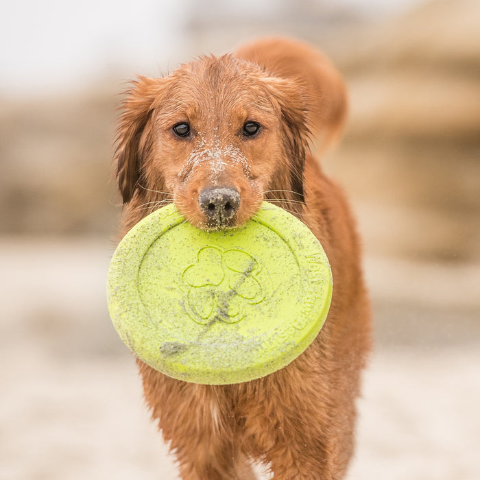 Zisc Flying Disc for Dogs, photo 5