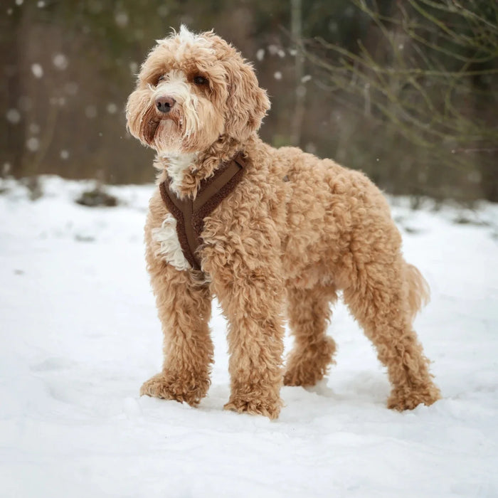 Doodle de pie en la nieve con un arnés sherpa café