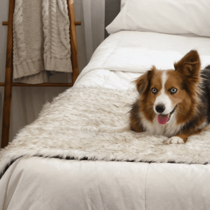 Piecera impermeable PupProtector, blanco con detalles marrones, foto 8