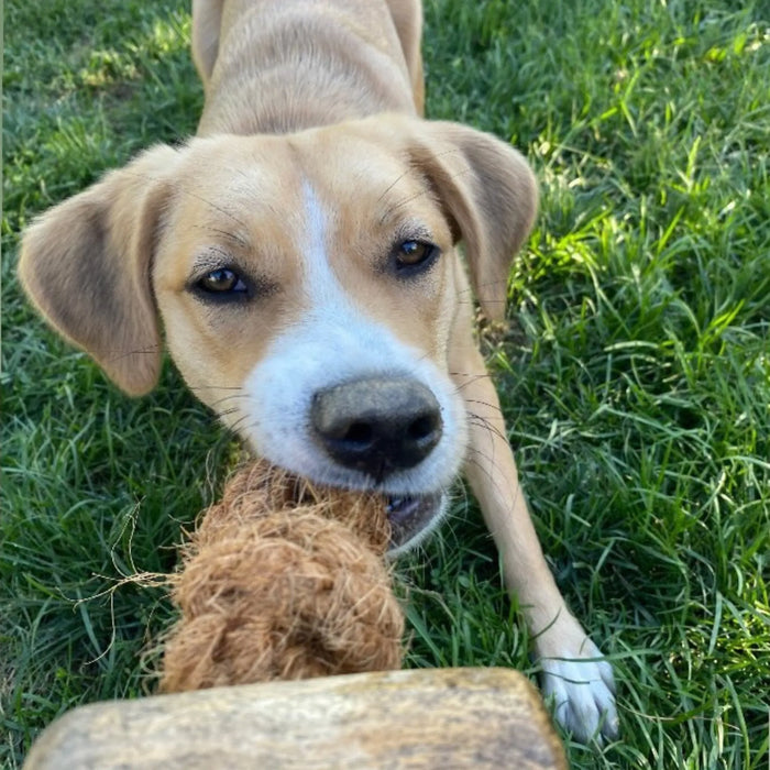 Coconut Rope and Coffee Wood Dog Chew, photo 3