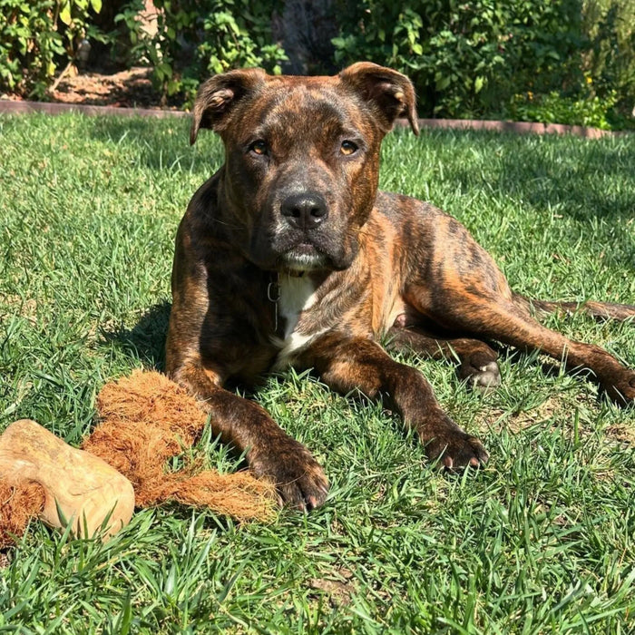Coconut Rope and Coffee Wood Dog Chew, photo 4
