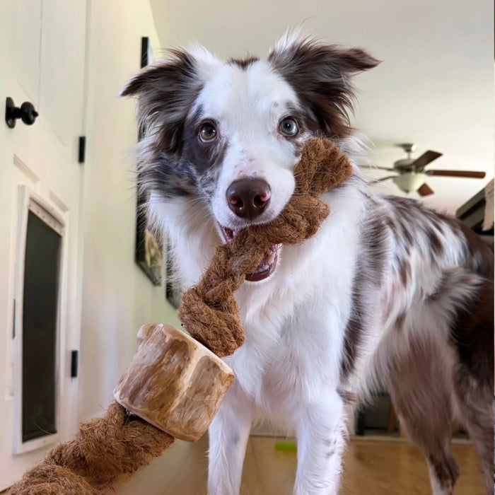 Cuerda de coco con mordedor de raíz de café para perro, foto 2