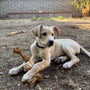 Cuerda de coco con mordedor de raíz de café para perro, foto 19