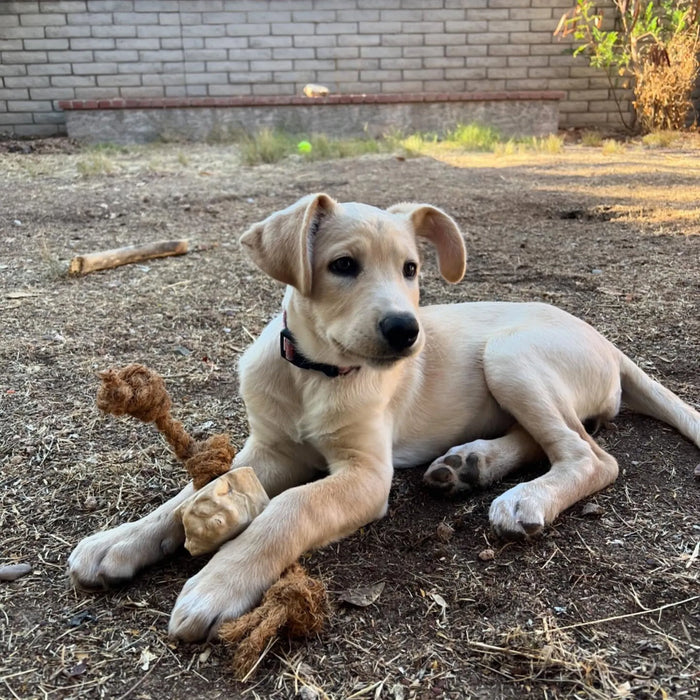 Cuerda de coco con mordedor de raíz de café para perro, foto 19