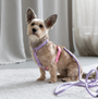 Small terrier sitting in the Lavender and Pink strap harness