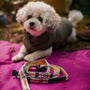 Adjustable Hands-Free Dog Leash, 3/4 Inch, photo 3