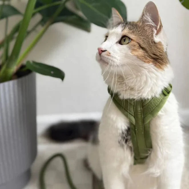 Cat wearing the Green velvet harness