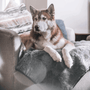 Manta impermeable PupProtector Summer de pelo corto, gris carbón, foto 10