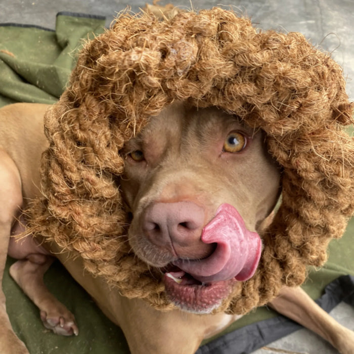 Aro de cuerda de coco para perro, foto 49