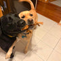 Coconut Rope Tug Dog Toy, photo 3
