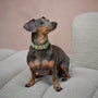 Dachshund on a sofa wearing the Green velvet collar