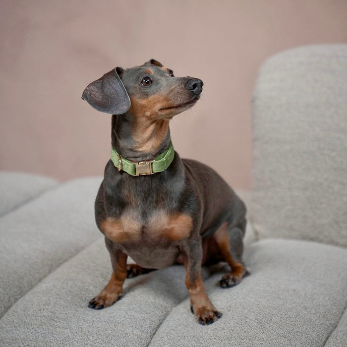 Dachshund on a sofa wearing the Green velvet collar