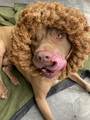 Aro de cuerda de coco para perro, foto 6