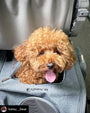 Aspen Backpack Pet Carrier, photo 17
