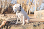 Pro Line Leather Dog Leash, photo 9