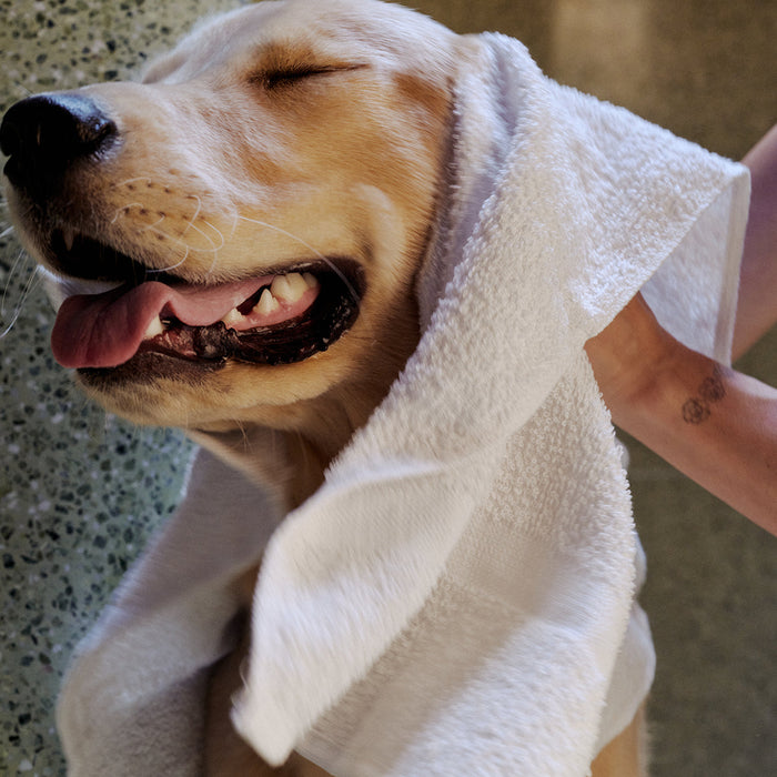 Champú líquido Liquid Wash para perro, 11.8 fl oz, foto 8