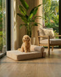 Apricot poodle sitting on the Modern Day dog bed by a window with plants