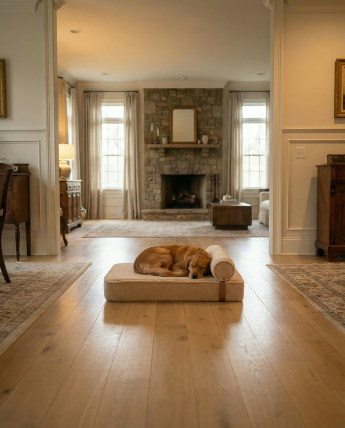 Dog asleep on the Modern Day dog bed in a long living room