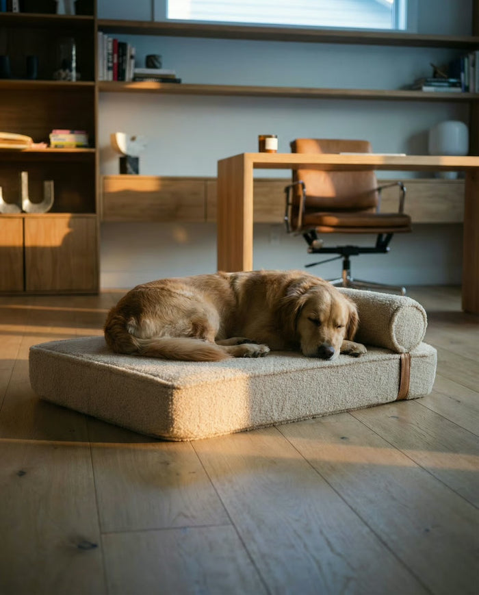 Golden retriever asleep on the Modern Day dog bed beside a desk