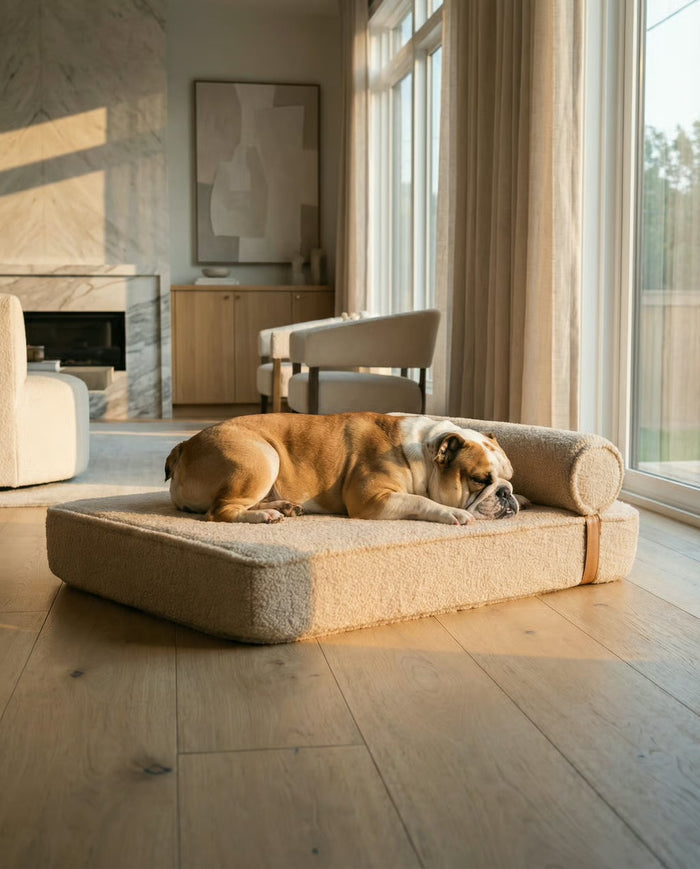 Golden dog lying on the Modern Day dog bed by a sunny window
