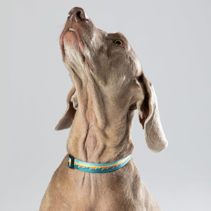 Classic Quick-Release Dog Collar, 1 Inch, photo 4