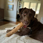 Original Coffee Wood Dog Chew, photo 21