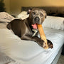 Original Coffee Wood Dog Chew, photo 25