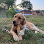 Original Coffee Wood Dog Chew, photo 26