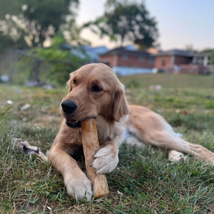 Original Coffee Wood Dog Chew, photo 26