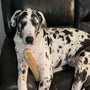Original Coffee Wood Dog Chew, photo 30