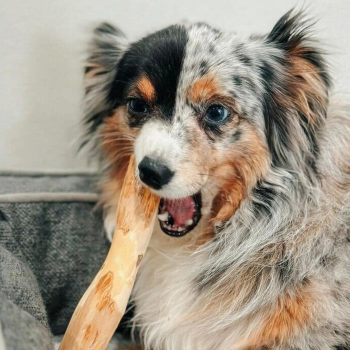Original Coffee Wood Dog Chew, photo 14