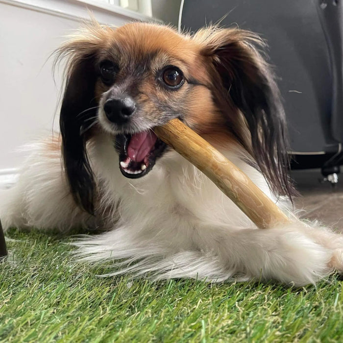 Original Coffee Wood Dog Chew, photo 17