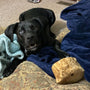 Coffee Wood Root Dog Chew, photo 25