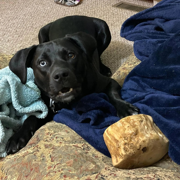 Coffee Wood Root Dog Chew, photo 25
