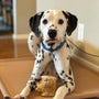 Coffee Wood Root Dog Chew, photo 17