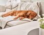 PupProtector Summer Short Fur Waterproof Throw Blanket, Polar White, photo 2