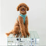 Poodle sitting on a mirrored block in the Blue velvet harness