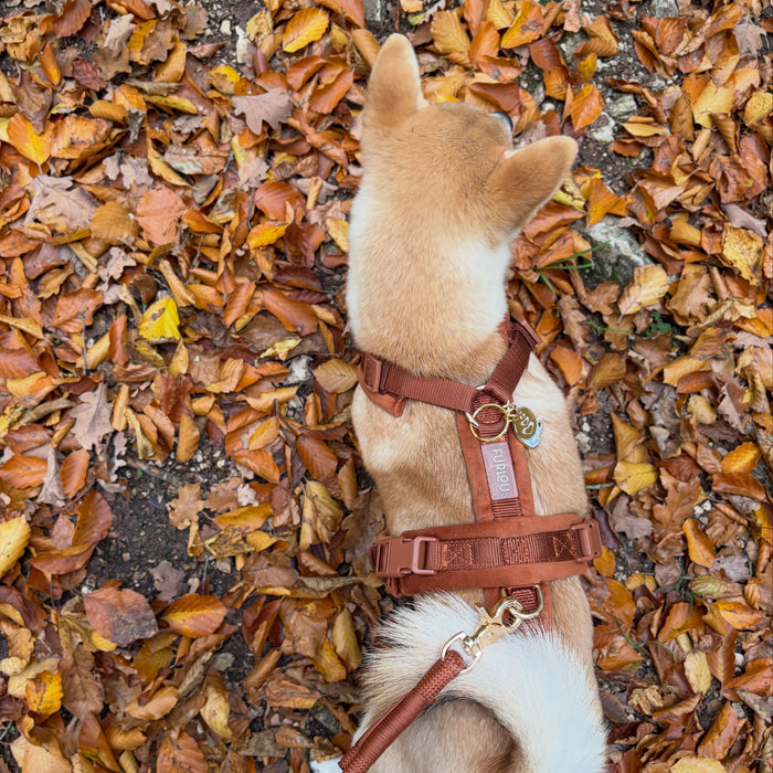 Perro entre hojas de otoño con el arnés de terciopelo arcilla